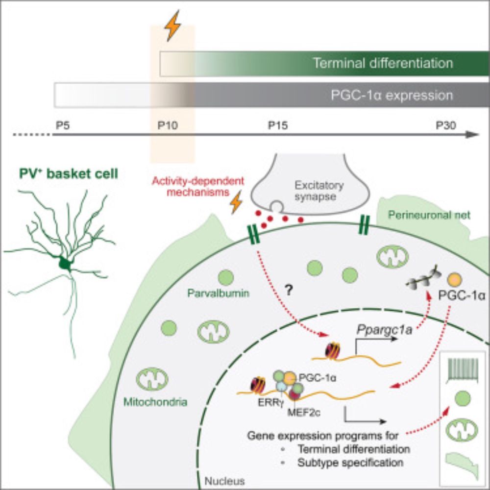 A postnatal molecular switch drives activity-dependent maturation of parvalbumin interneurons