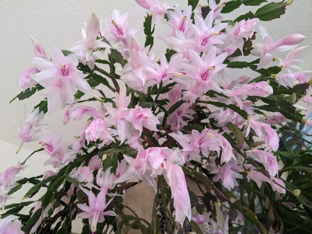 Large Thanksgiving cactus in full bloom with dozens of beautiful white-pink flowers