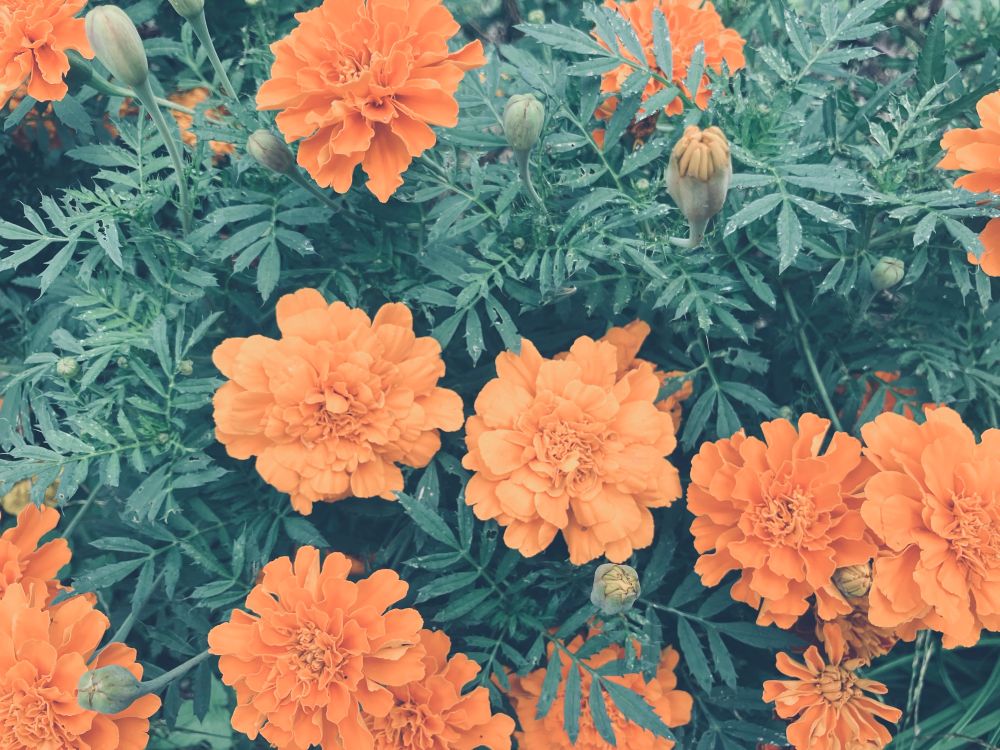 マリーゴールド