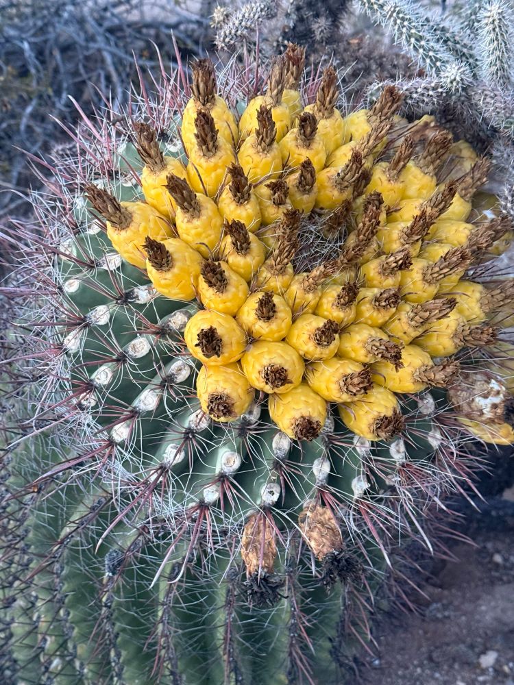 Barrel cactus with yellow fruit 