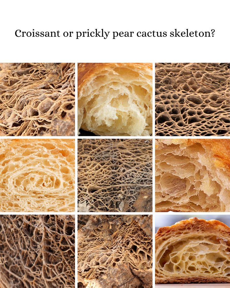 Zoomed in Photos of croissants and the insides of dead prickly pear cactus