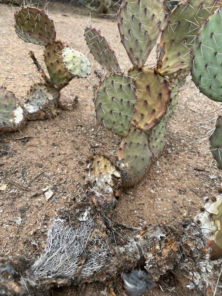 Prickly pear cactus, the lower part is dead and showing the insides
