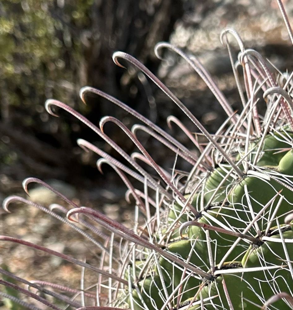 Close up of fish hook barrel cactus