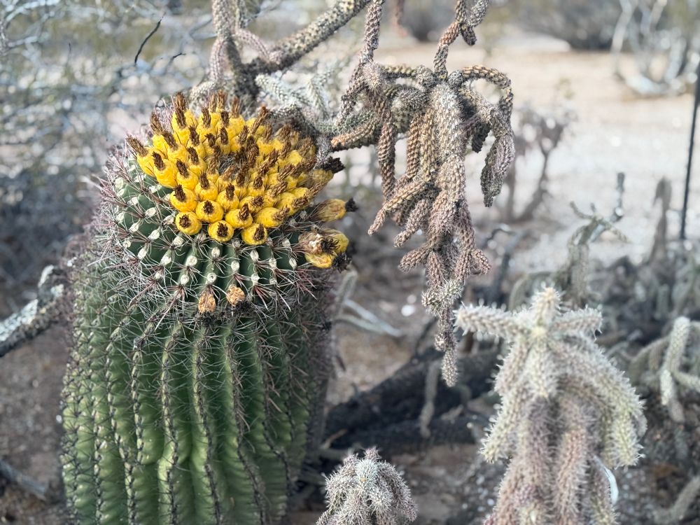 Barrel cactus with yellow fruit next to cholla cactus