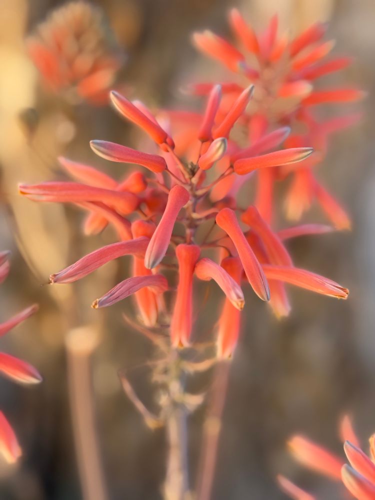 Pink/orange aloe blooms