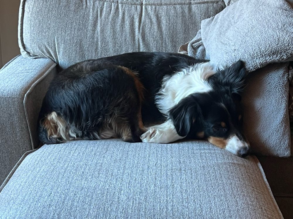 A black tri-colored Australian Shepherd named Lucky naps on a gray couch.