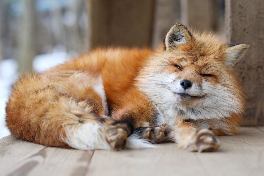 Image of HourlyFoxes