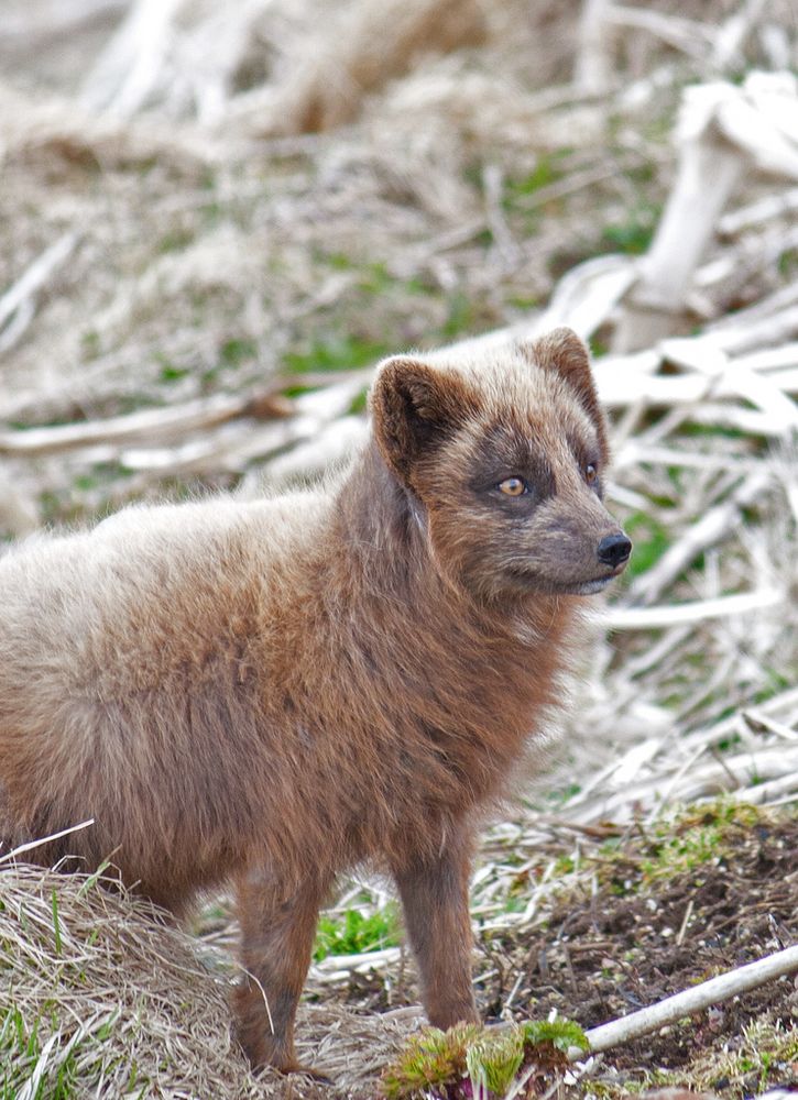 Image of HourlyFoxes