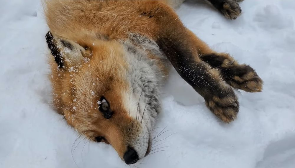 Image of HourlyFoxes