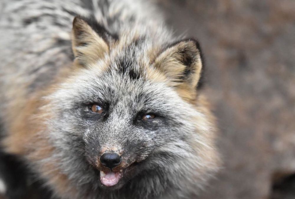 Image of HourlyFoxes