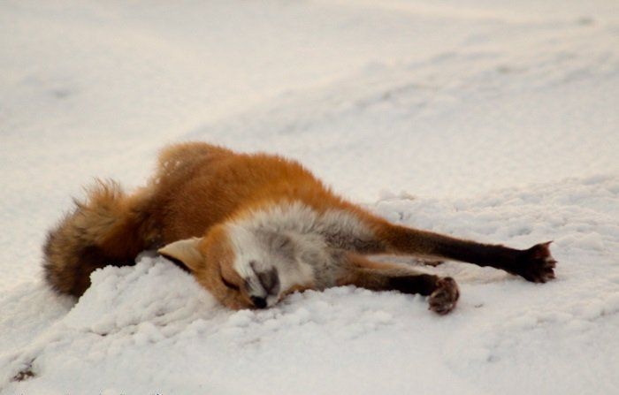 Image of HourlyFoxes
