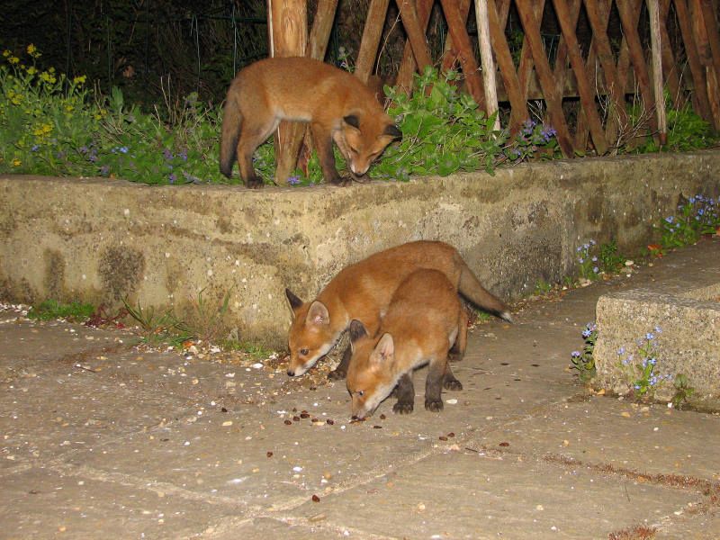 Image of HourlyFoxes