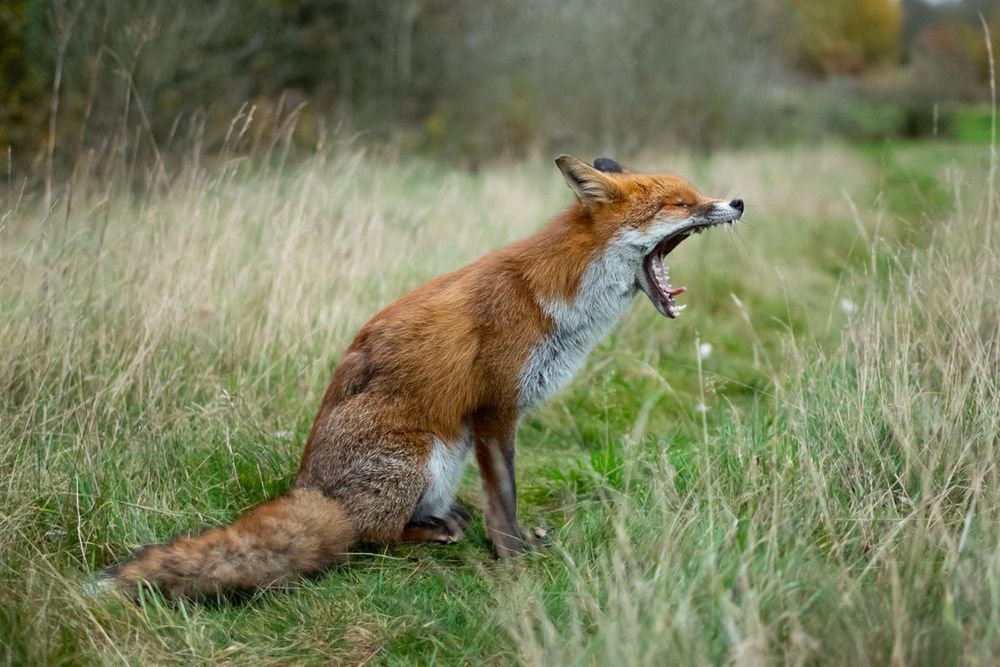 Image of HourlyFoxes