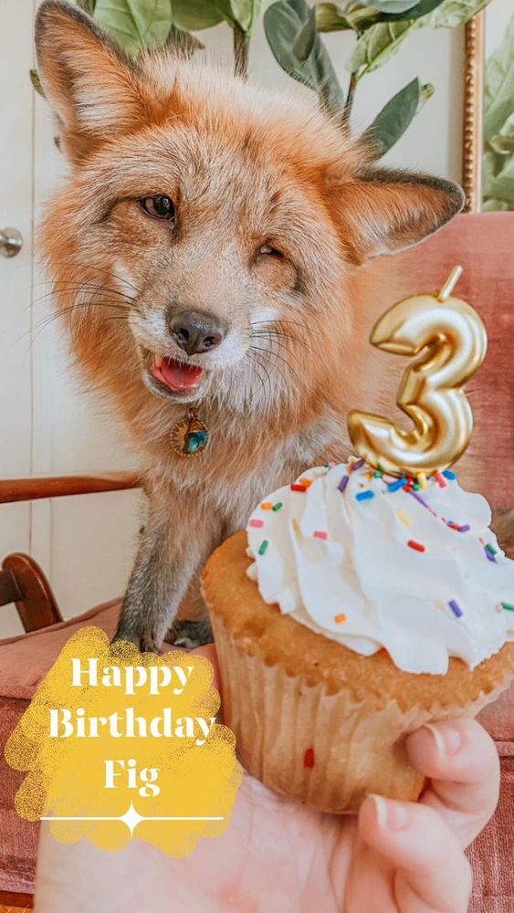 Image of HourlyFoxes