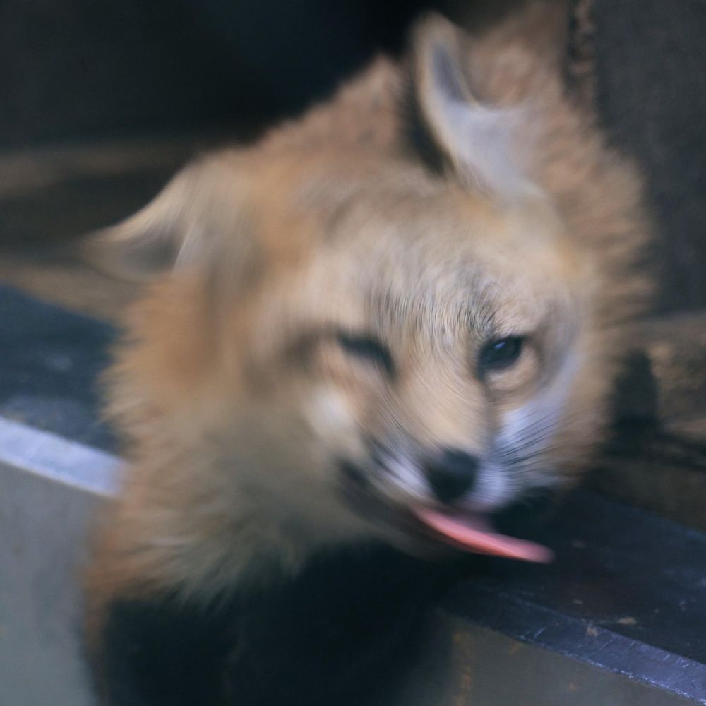 Image of HourlyFoxes