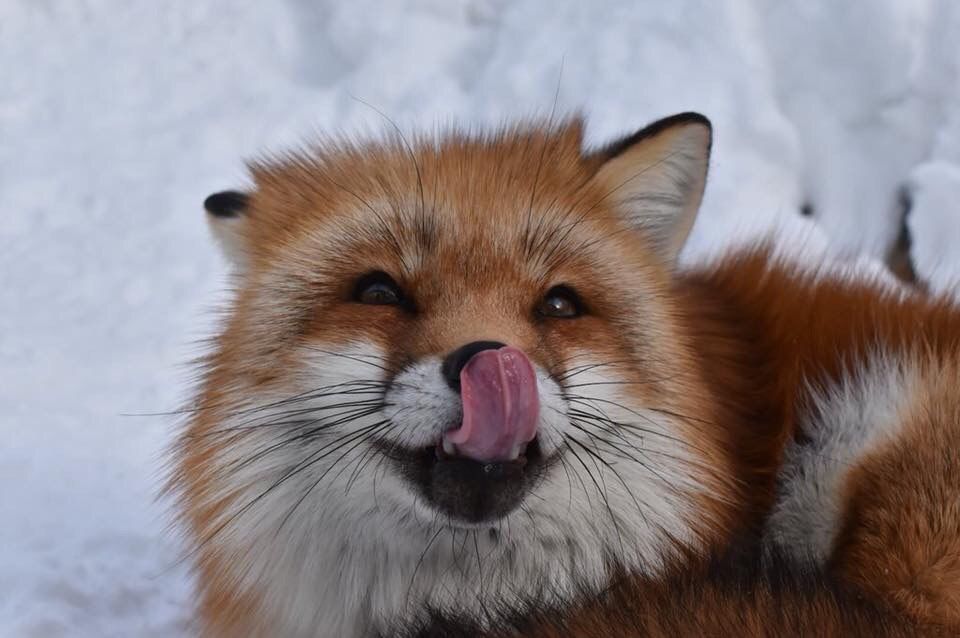 Image of HourlyFoxes