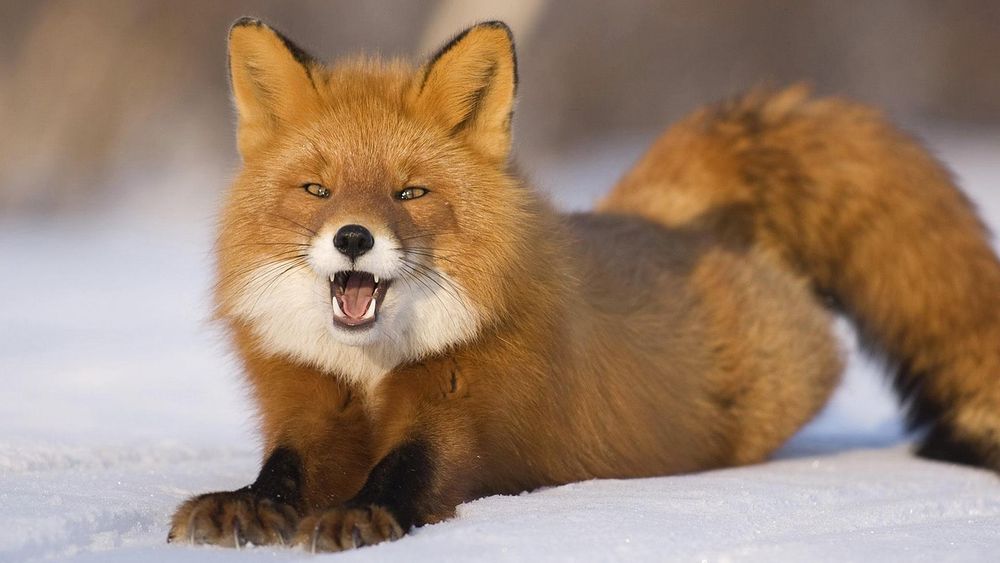 Image of HourlyFoxes