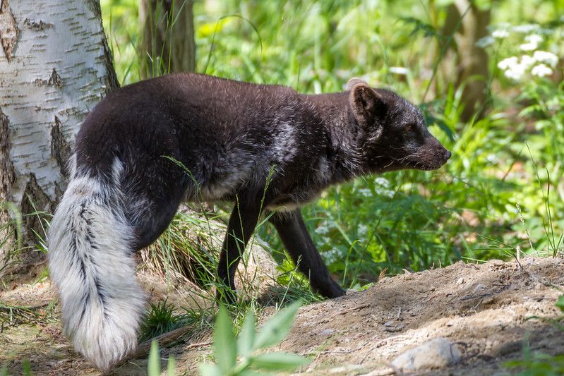 Image of HourlyFoxes