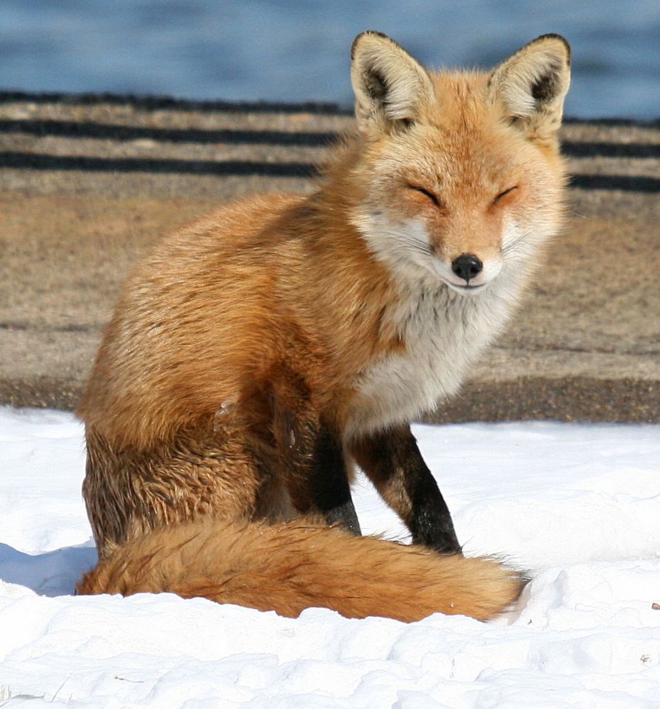 Image of HourlyFoxes