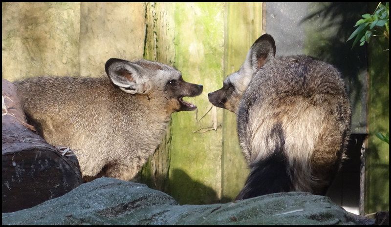 Image of HourlyFoxes