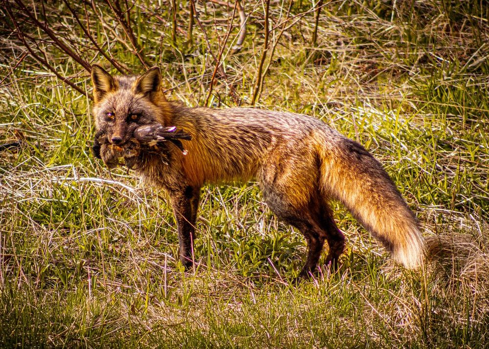 Image of HourlyFoxes