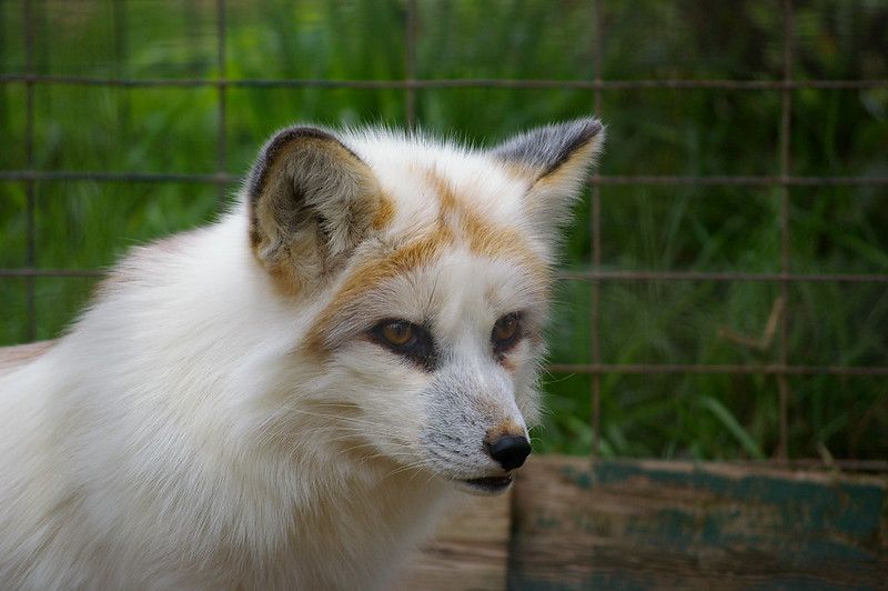 Image of HourlyFoxes
