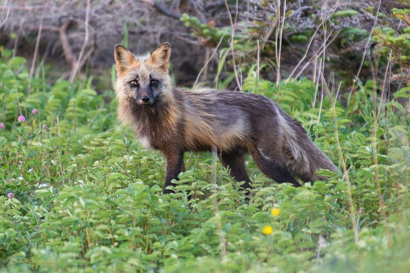 Image of HourlyFoxes