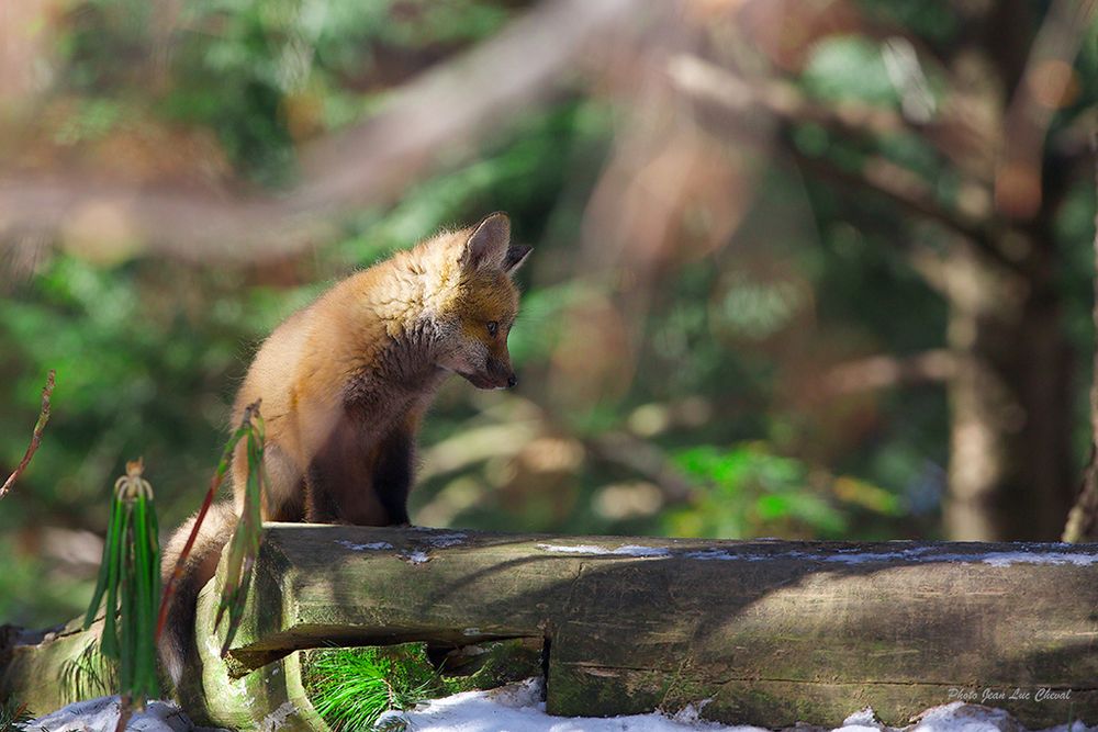 Image of HourlyFoxes