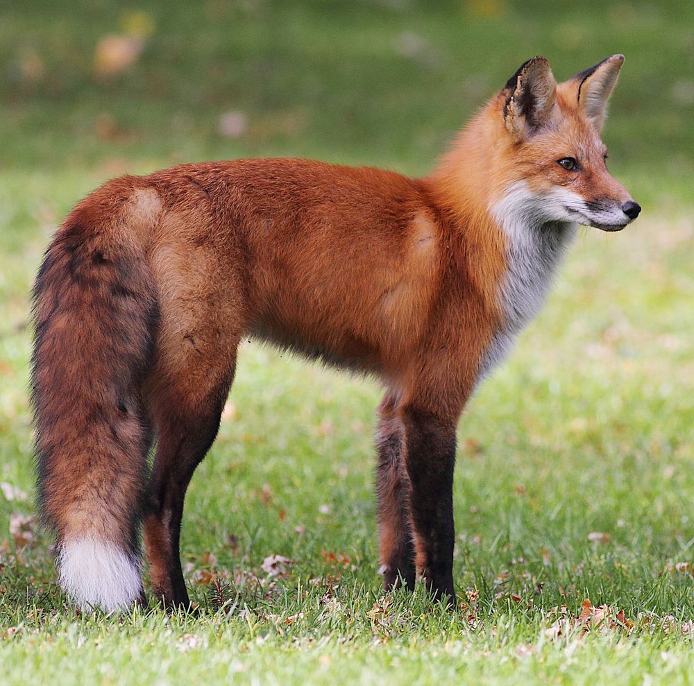 Image of HourlyFoxes