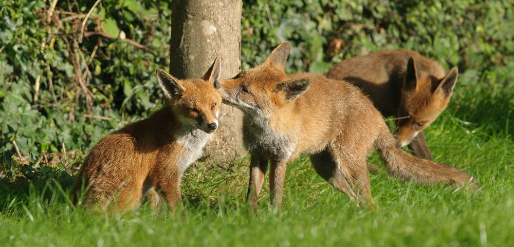Image of HourlyFoxes