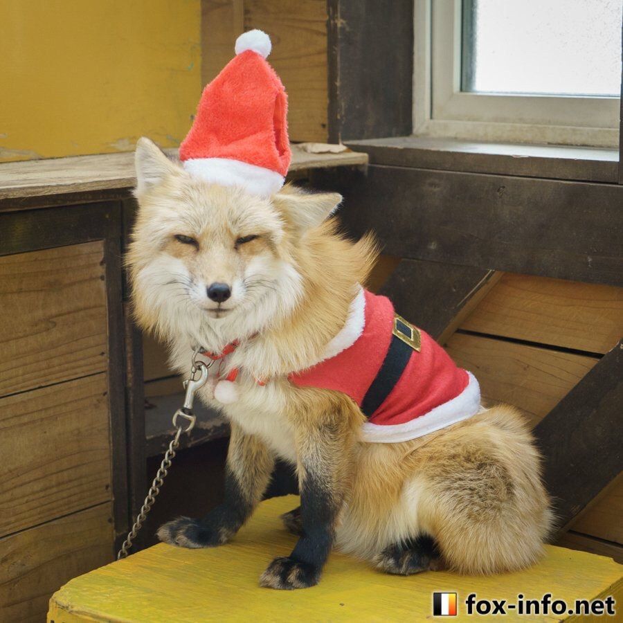 Image of HourlyFoxes