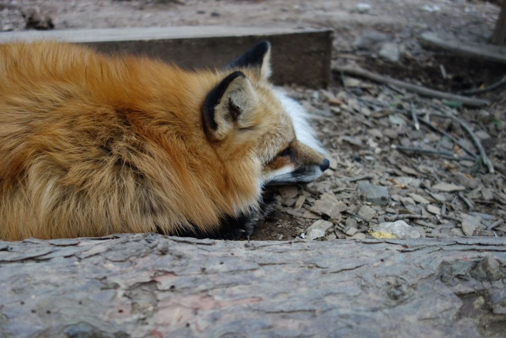 Image of HourlyFoxes