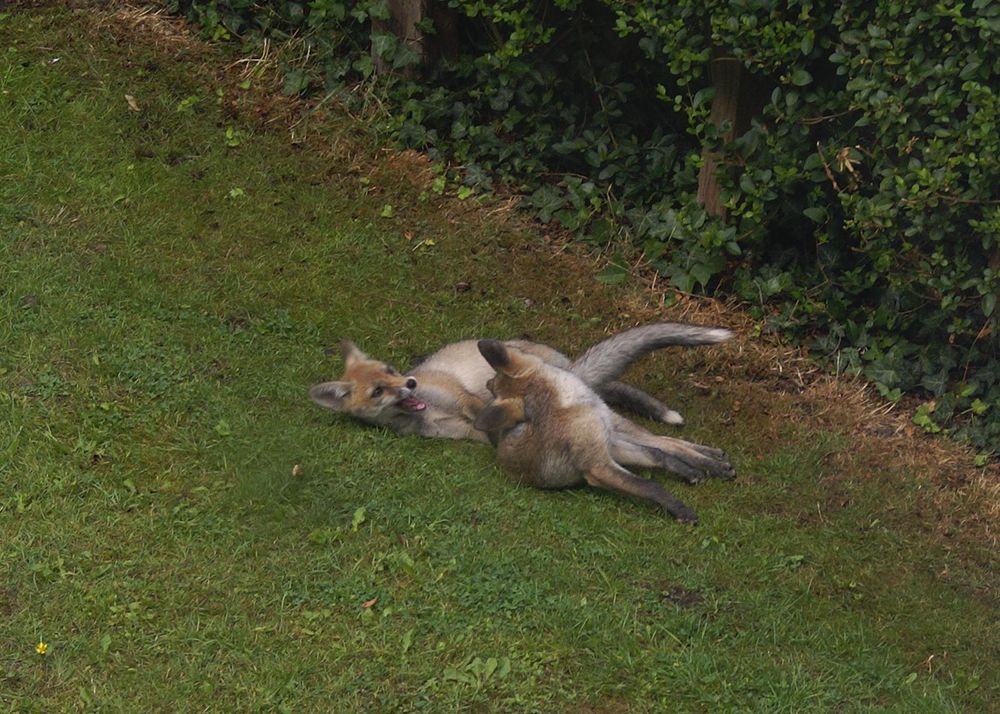 Image of HourlyFoxes