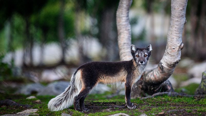 Image of HourlyFoxes