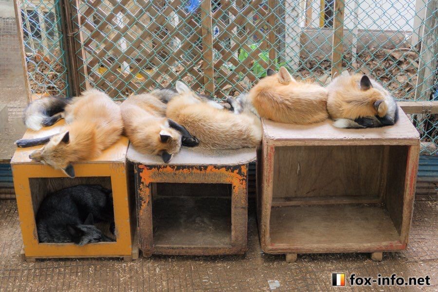 Image of HourlyFoxes