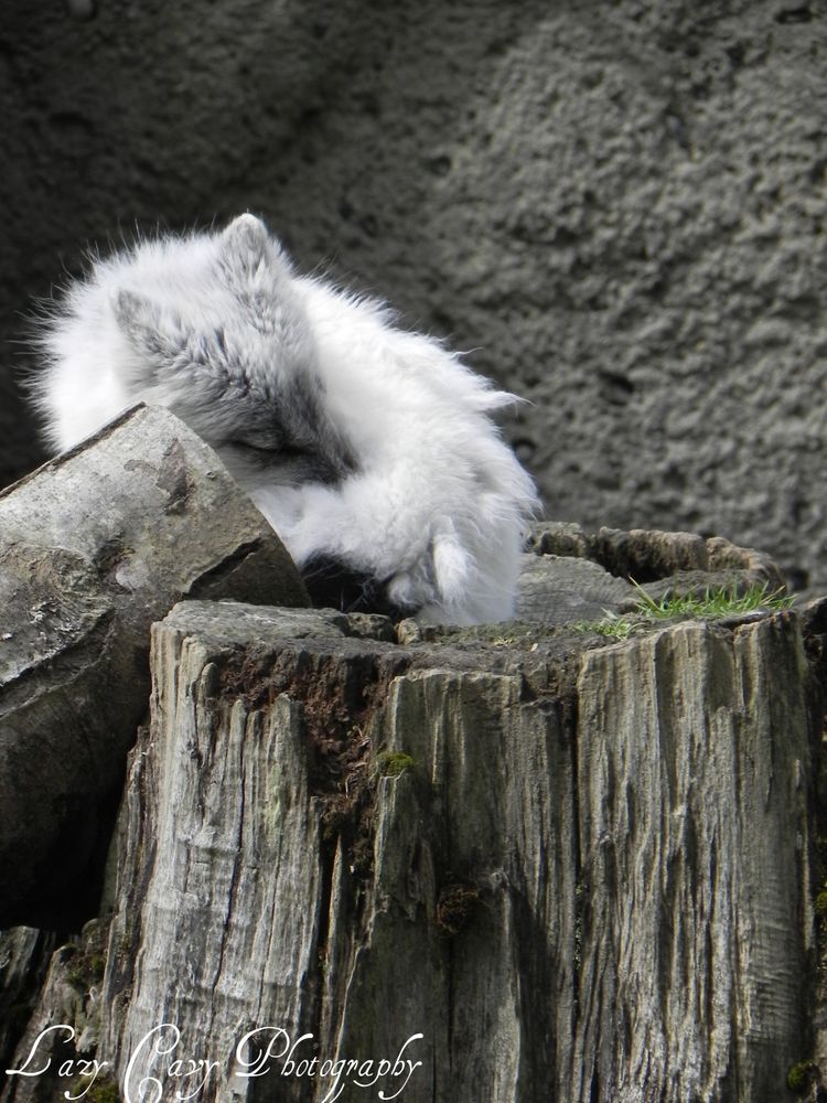 Image of HourlyFoxes