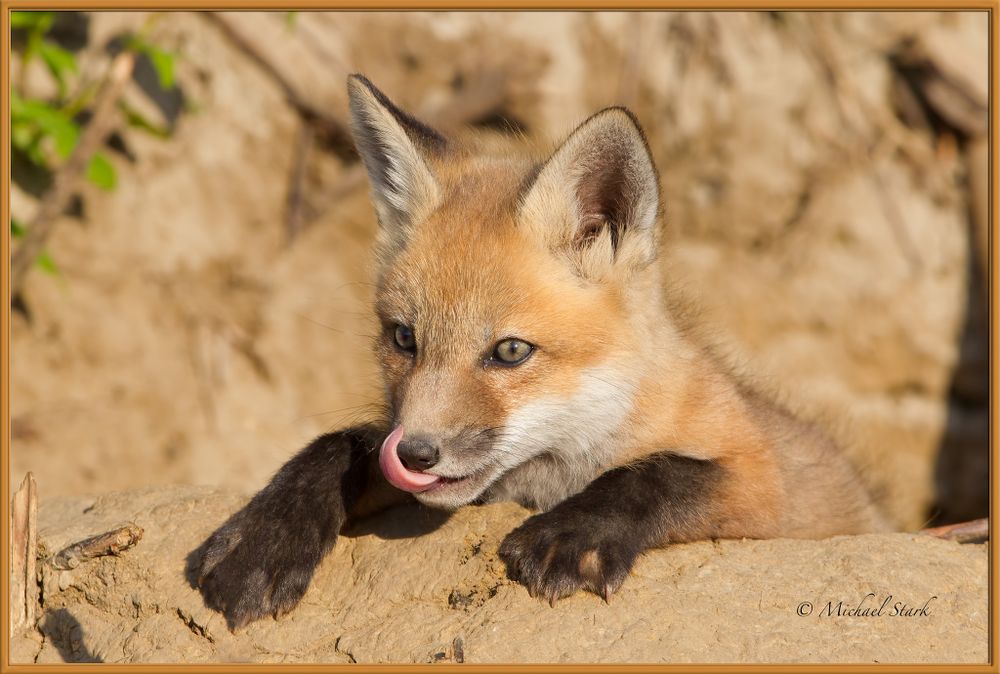Image of HourlyFoxes