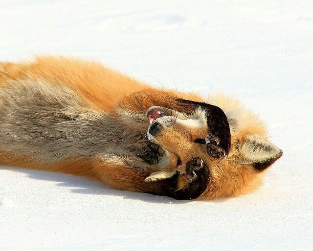 Image of HourlyFoxes