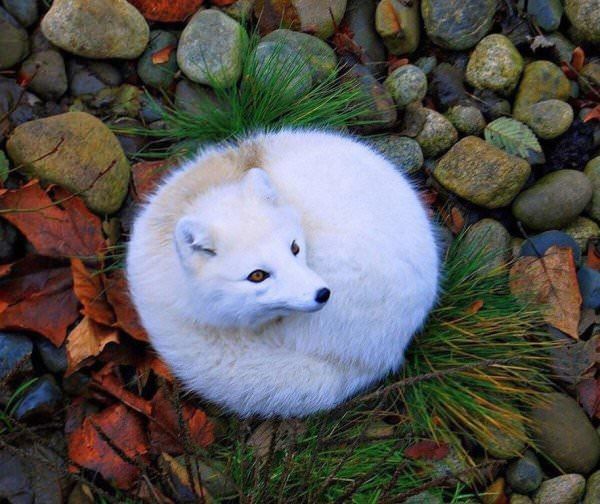 Image of HourlyFoxes