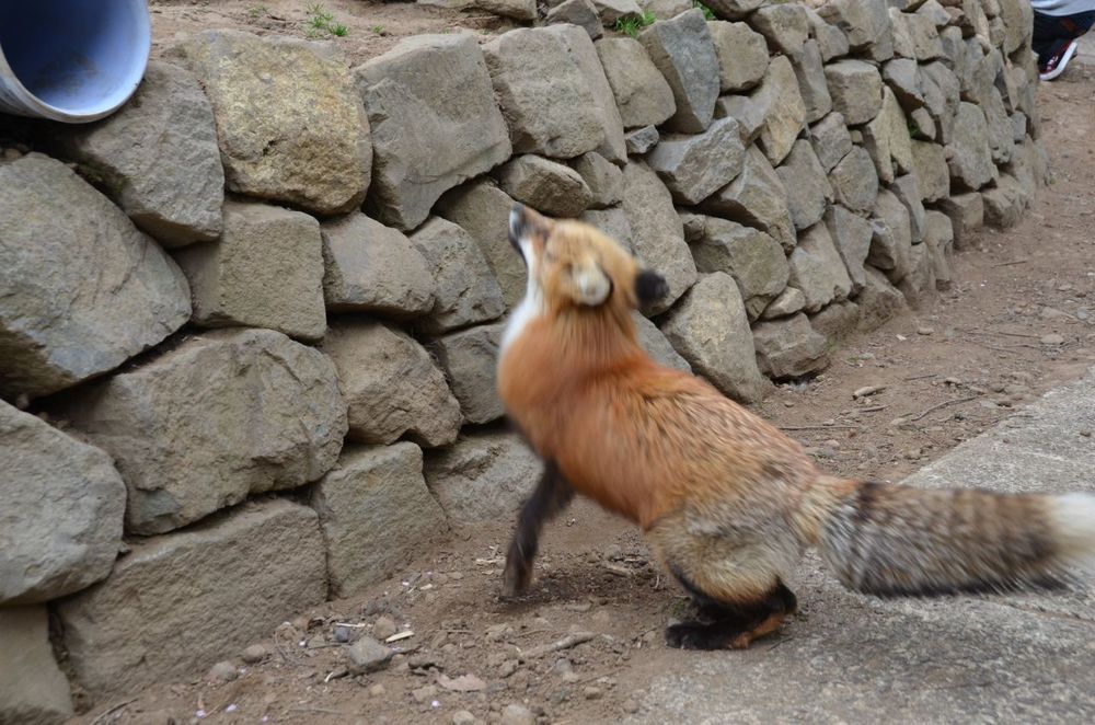Image of HourlyFoxes