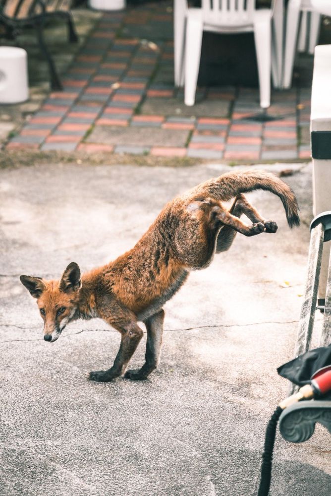 Image of HourlyFoxes