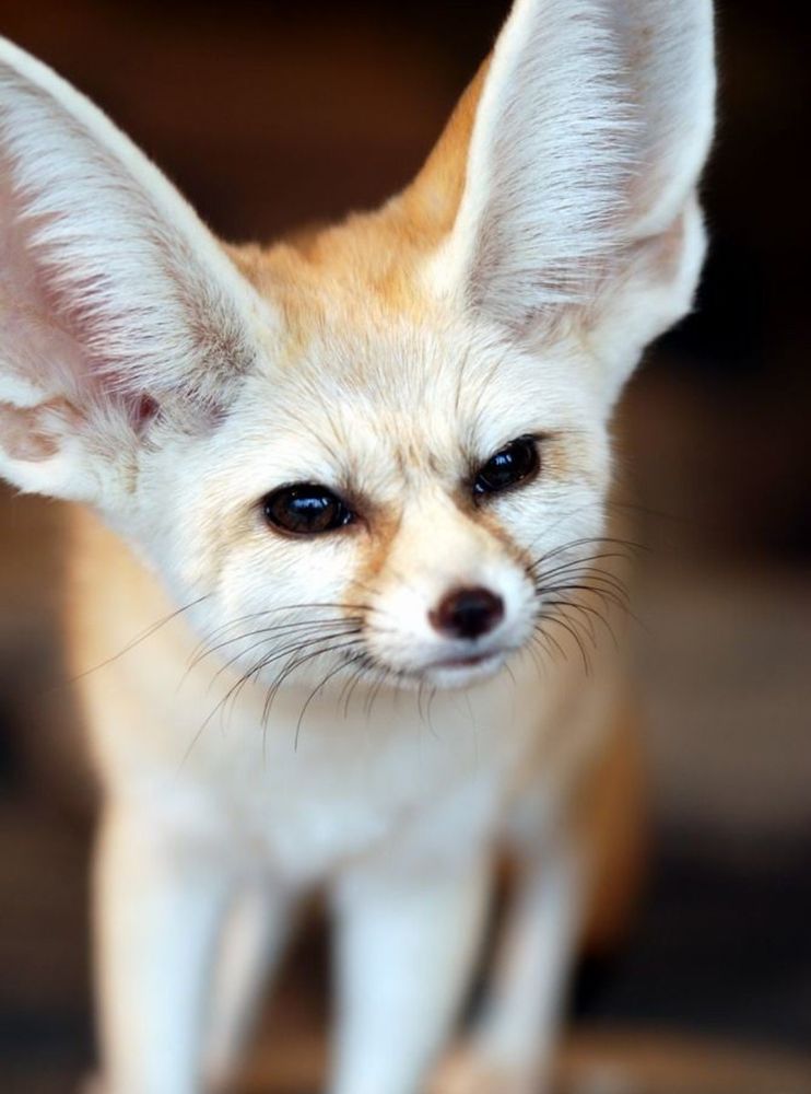 Image of HourlyFoxes