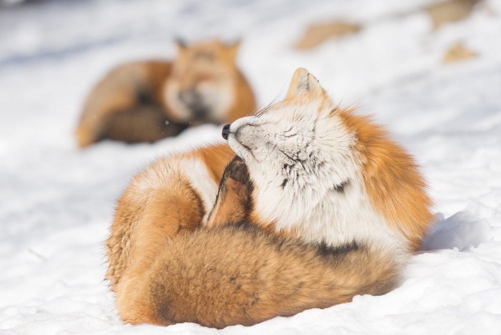 Image of HourlyFoxes