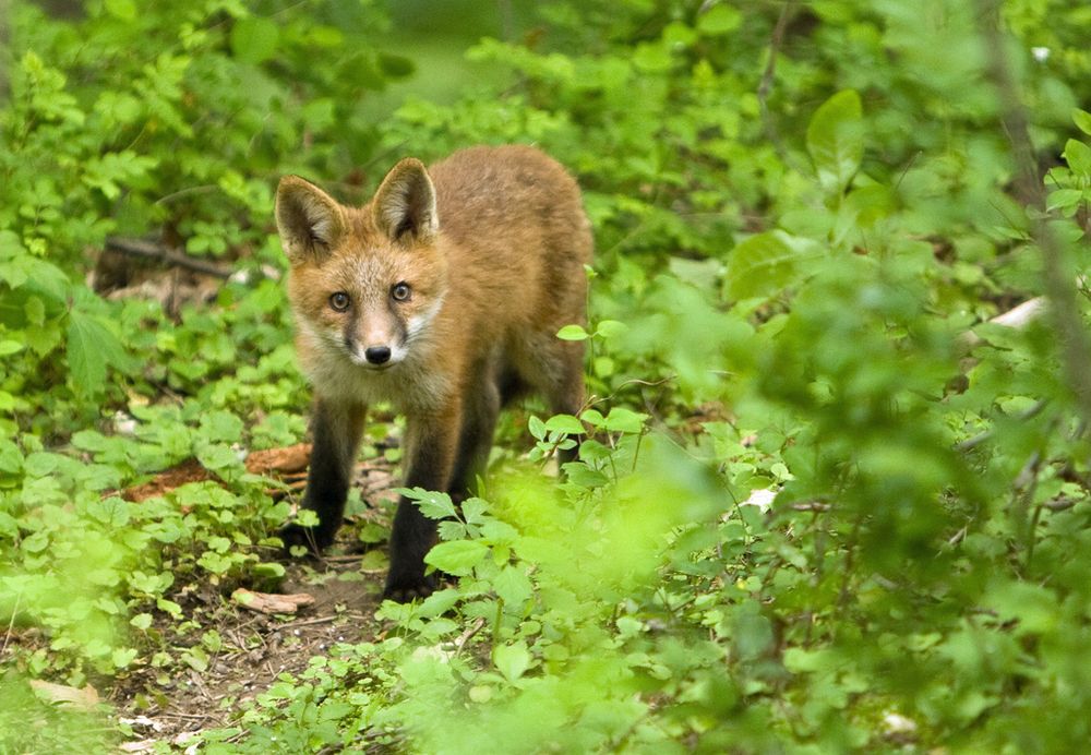 Image of HourlyFoxes