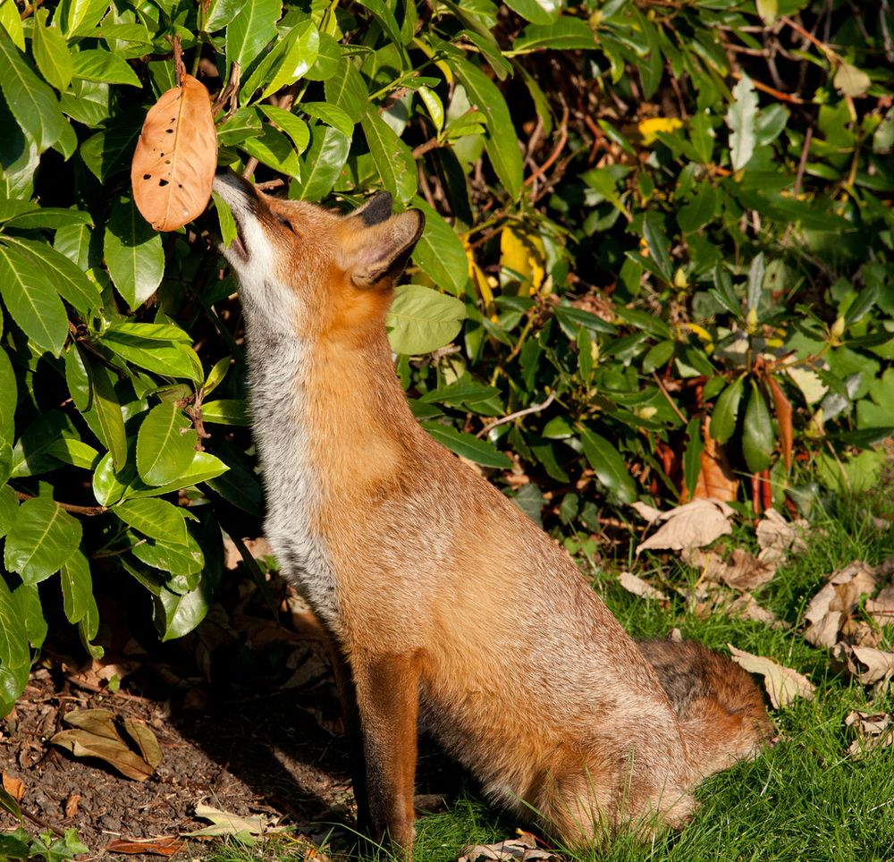 Image of HourlyFoxes