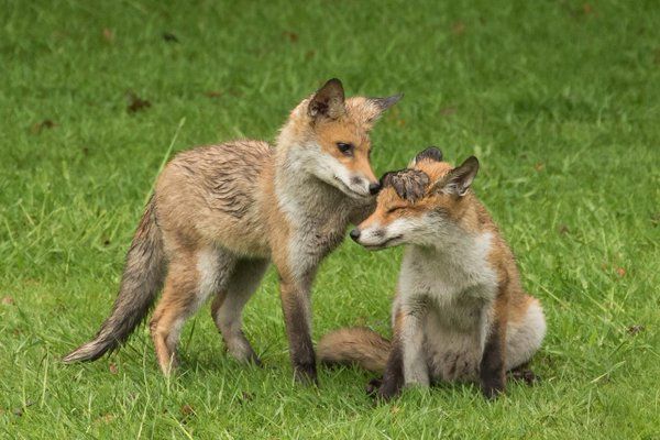 Image of HourlyFoxes