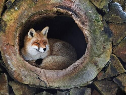 Image of HourlyFoxes