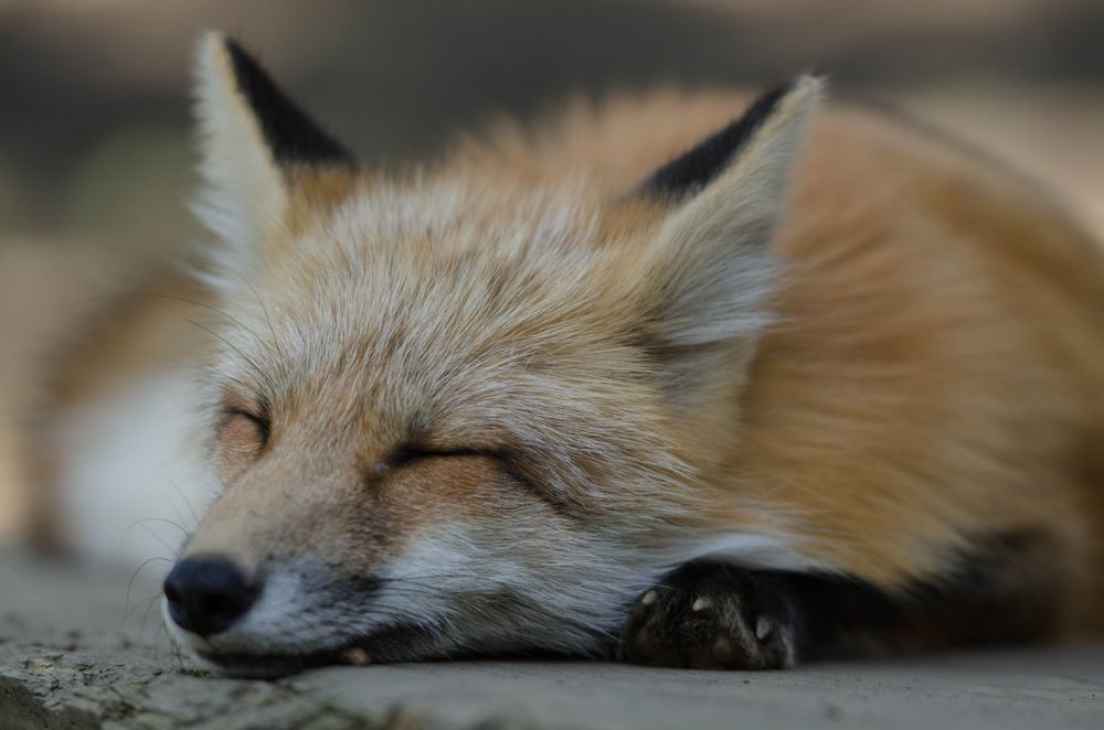Image of HourlyFoxes
