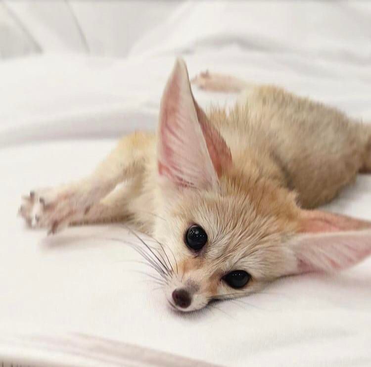 Image of HourlyFoxes
