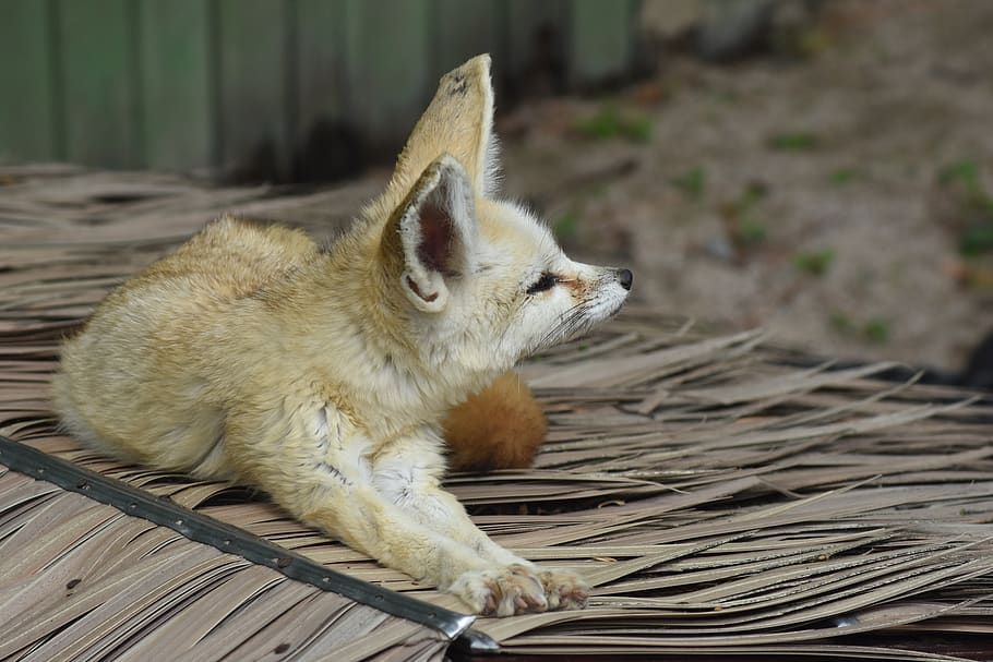 Image of HourlyFoxes